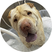 MR&MRS DOG reservar servicio baño con ozono