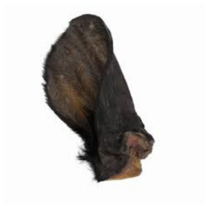 Oreja de Buey con Pelo